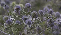 Eryngium tripartitum