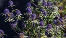 Eryngium tripartitum