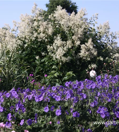 Prächtiger Storchschnabel