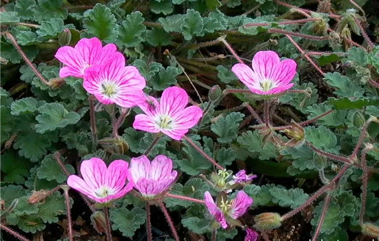 Zwergiger Garten-Reiherschnabel 'Bishop´s Form'