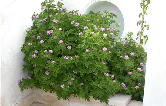 Zitronengeranie 'Mosquito'