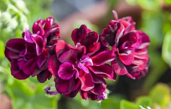 Hängegeranie 'Tommy'