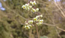 Epimedium pubigerum
