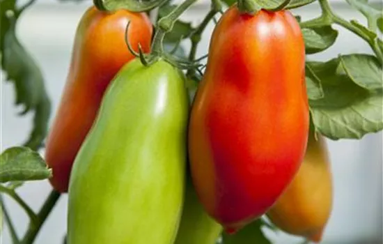 Andenhorn-Tomate 'Andine Cornue'