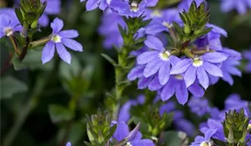 Scaevola 'Abanico Blue'
