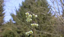 Epimedium pubigerum