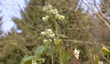 Epimedium pubigerum
