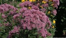 Eupatorium fistulosum 'Riesenschirm'