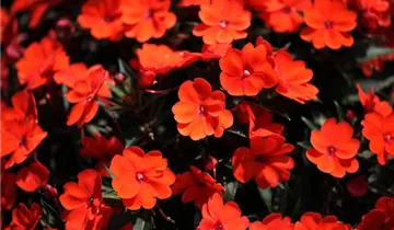 Impatiens neuguinea 'SunPatiens® Compact Orange'