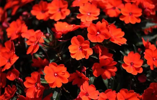 Sonnenlieschen 'SunPatiens® Compact Orange'