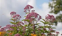 Eupatorium fistulosum 'Riesenschirm'