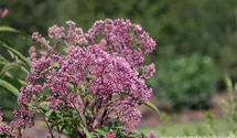 Eupatorium fistulosum 'Riesenschirm'