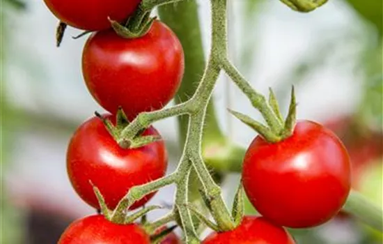 Hängetomate 'Brasil® Red'