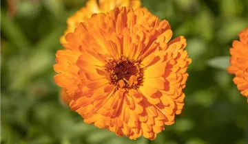 Calendula officinalis 'Mercadela'