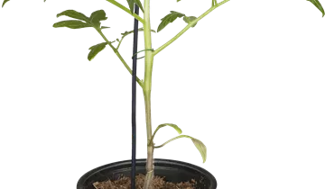 Solanum lycopersicum 'Buffalo Steak'