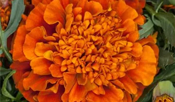 Tagetes patula 'Texana® Fireball'