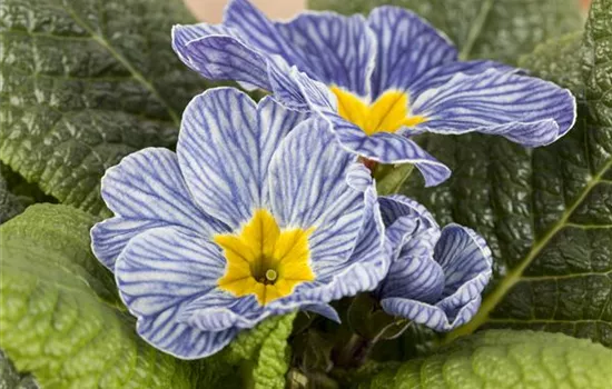 Primel 'Nautilus® Blue Vein'