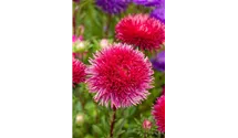 Callistephus chinensis 'Gartenstolz'
