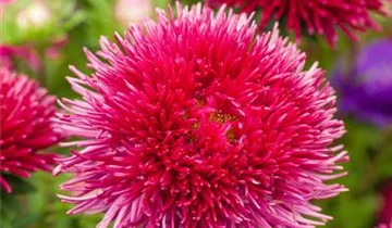Callistephus chinensis 'Gartenstolz'