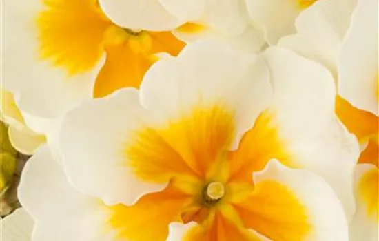 Stern-Primel 'Jupiter® Gold Splash'