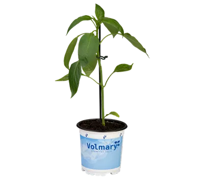 Gelbe Blockpaprika 'Beluga® Yellow'