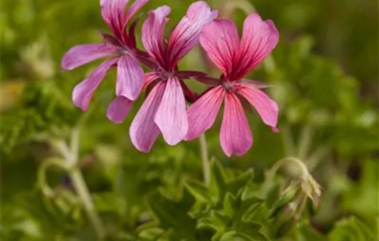 Hängegeranie 'Decora'