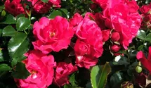 Rosa 'Gärtnerfreude'®