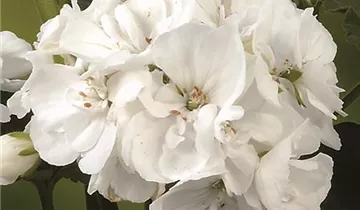Pelargonium zonale 'Grandeur® Power White'