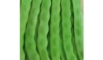 Phaseolus vulgaris var. vulgaris 'Limka'