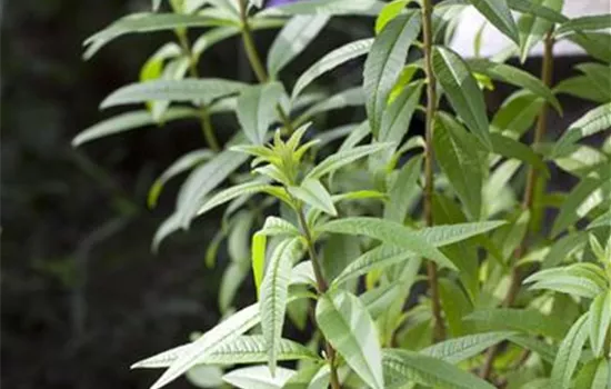 Zitronenstrauch 'Freshman'