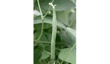 Phaseolus vulgaris var. vulgaris 'Markant'