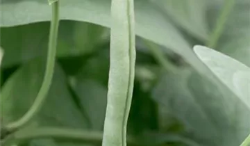 Phaseolus vulgaris var. vulgaris 'Markant'