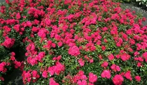 Rosa 'Gärtnerfreude'®