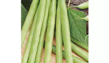 Phaseolus vulgaris var. vulgaris 'Markant'