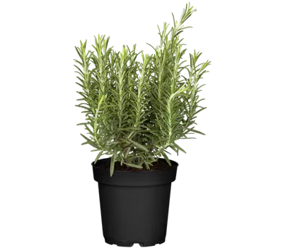 Rosmarin 'Abraxas'