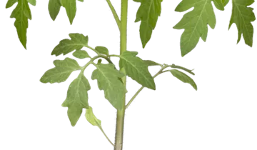 Solanum lycopersicum 'Sportivo'