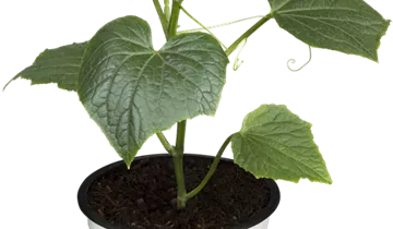 Cucumis sativus 'Mini Stars'