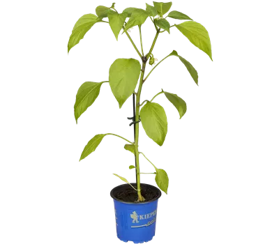 Snack-Paprika 'Lubega® Mini Orange'