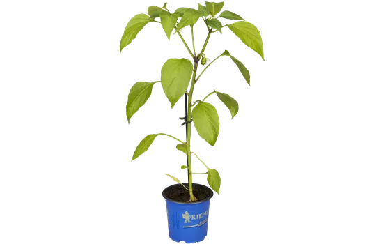 Snack-Paprika 'Lubega® Mini Orange'