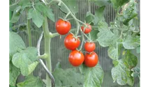 Solanum lycopersicum var. cerasiforme 'Picolino'