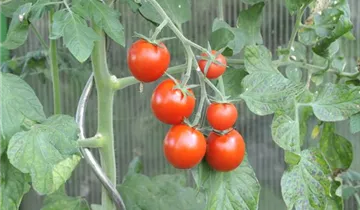 Solanum lycopersicum var. cerasiforme 'Picolino'