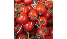 Solanum lycopersicum var. cerasiforme 'Picolino'