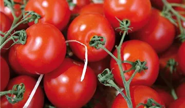 Solanum lycopersicum var. cerasiforme 'Picolino'