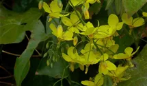 Epimedium x perralchicum 'Frohnleiten'