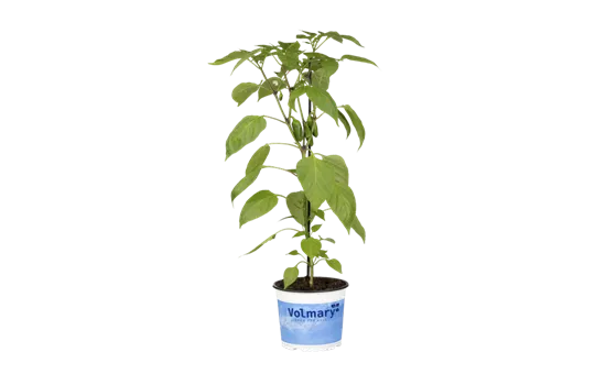 Snack-Paprika 'Lubega® Mini Red'