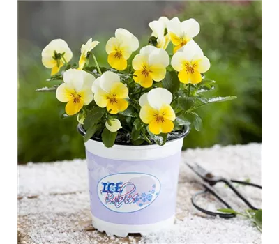 Mini-Winterveilchen 'Ice Babies® Cream Yellow Lip'