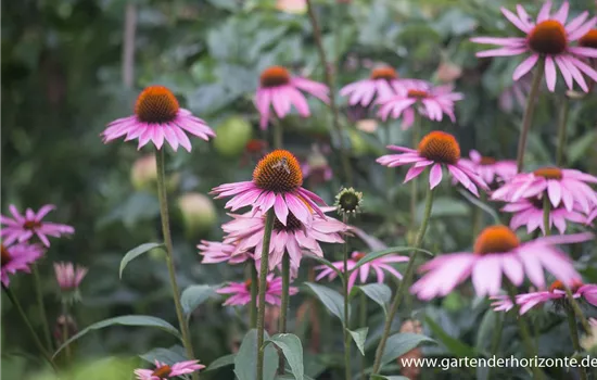 Garten-Scheinsonnenhut 'Purple Prairie'