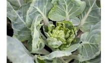 Brassica oleracea var. gemmifera 'Hilds Ideal'