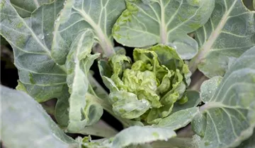 Brassica oleracea var. gemmifera 'Hilds Ideal'