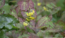 Epimedium x perralchicum 'Frohnleiten'